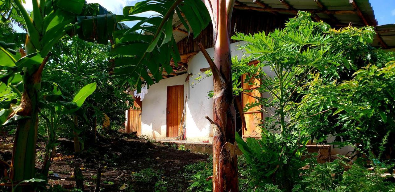 The Jungle Merida