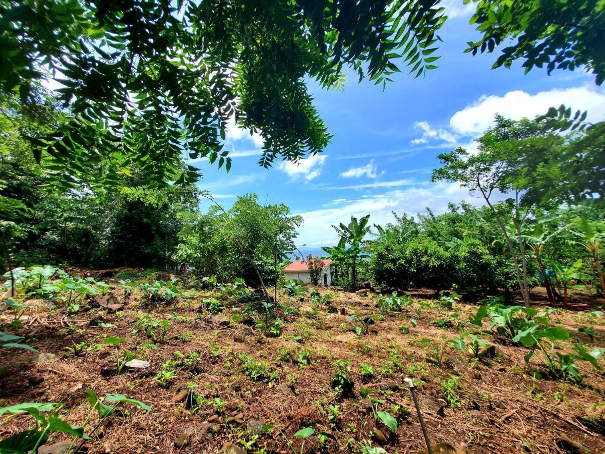 Lodge The Jungle *